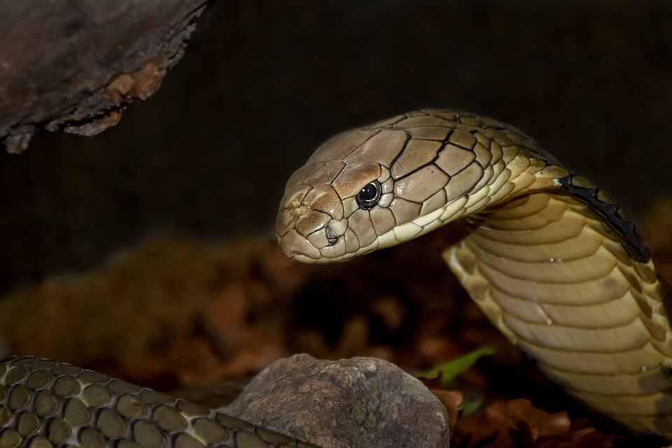 Що їсть змія кобра