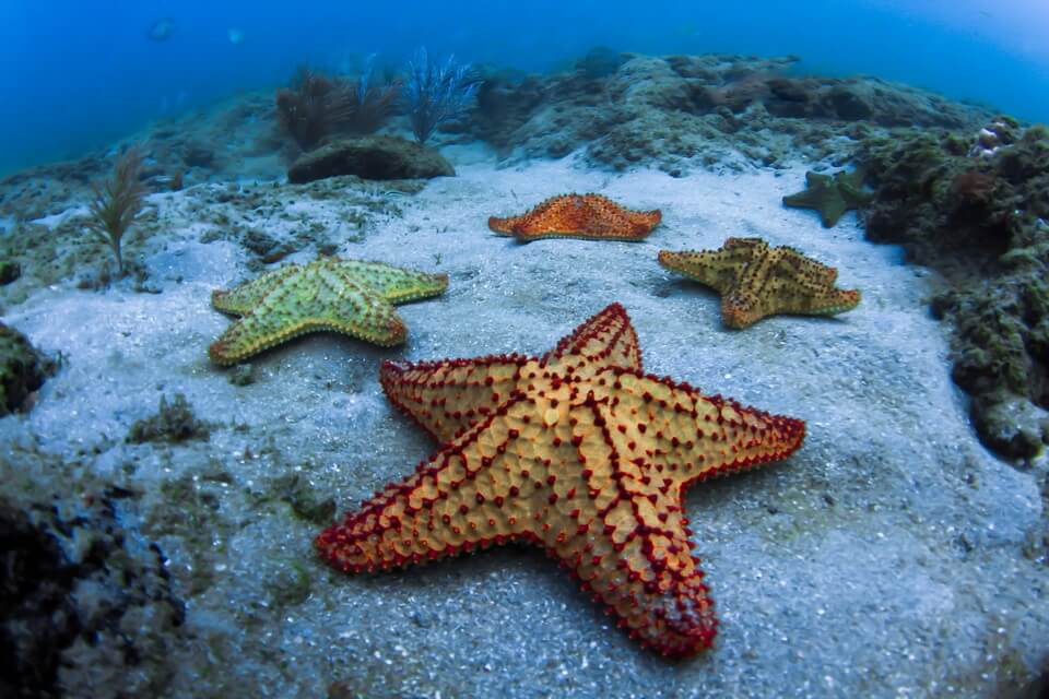Розмноження морських зірок