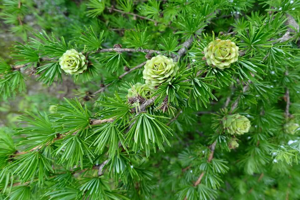 Рослини бореальних лісів - модрина даурська (Larix gmelinii)