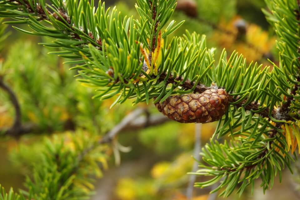 Флора тайги - сосна Банкса (Pinus banksiana)