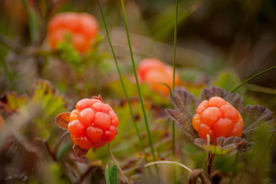 Ягоди тайги з фото - морошка (Rubus chamaemorus)