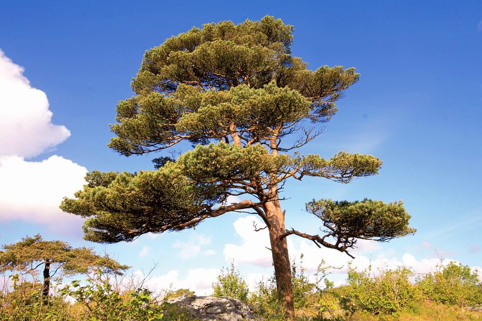 Дерева тайги з фото - сосна звичайна (Pinus sylvestris)