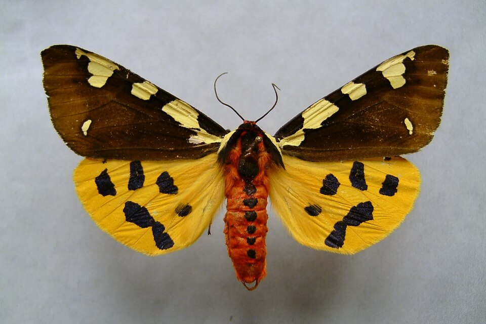 Метелик ведмедиця велика (Pericallia matronula)