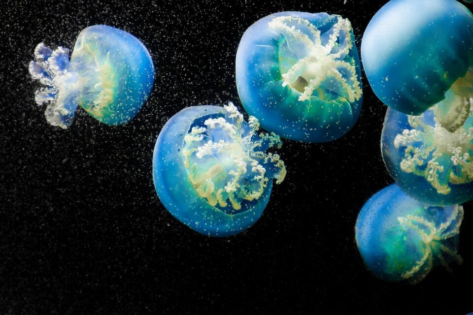 Медузи – класифікація та наукова назва