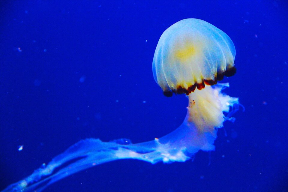 Класи медуз – Сцифоїдні (Scyphozoa)