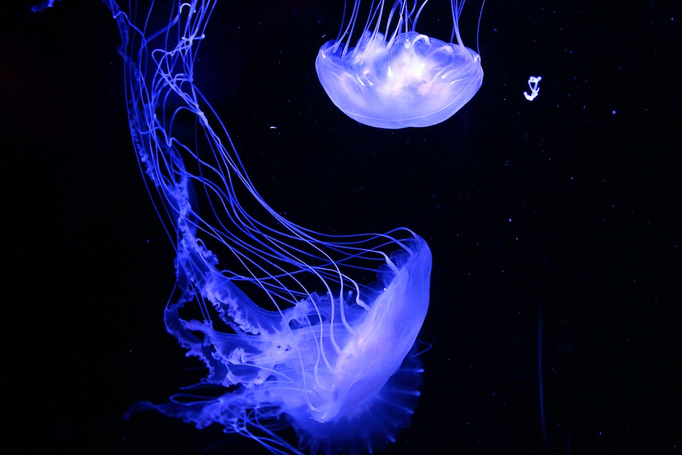 Класи медуз – Ставромедузи (Stauromedusae)