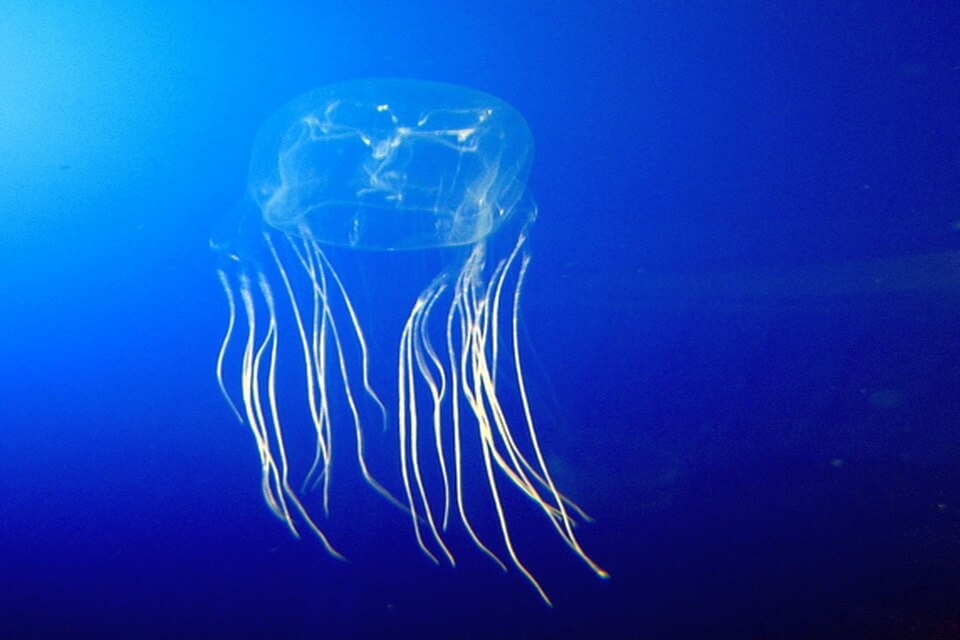 Кубомедузи чи коробчасті медузи (Cubozoa)