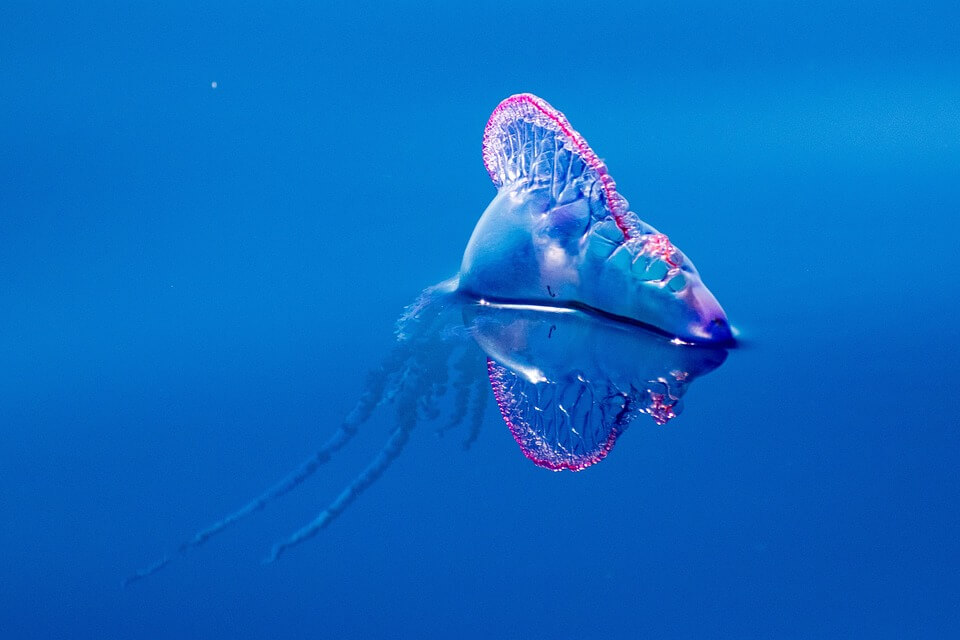 Класи медуз – Гідроїдні (Hydrozoa)