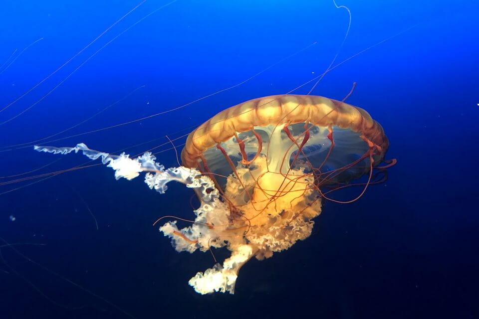 Еволюція медузи