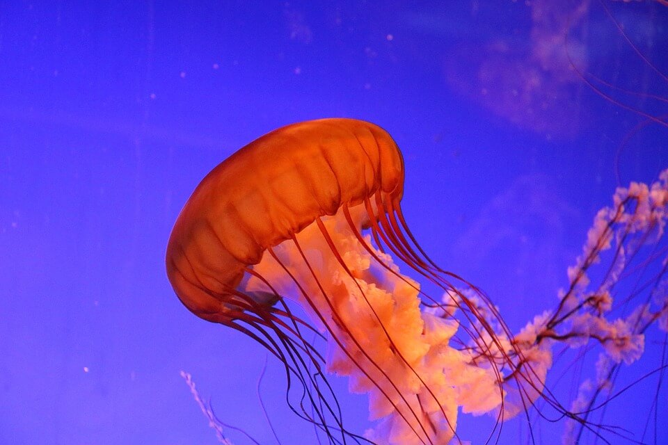 Як виглядає медуза