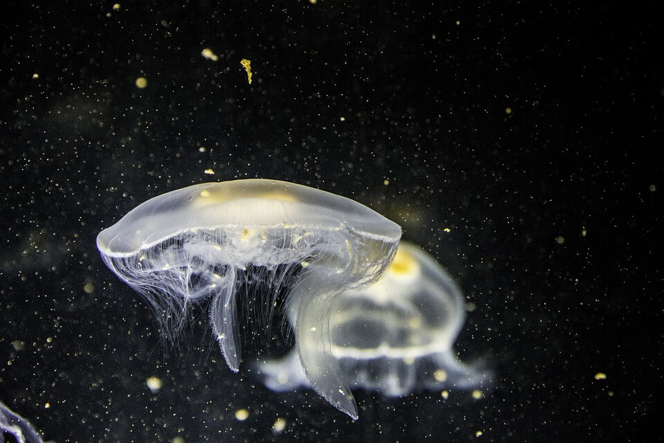 Дивовижні види медуз