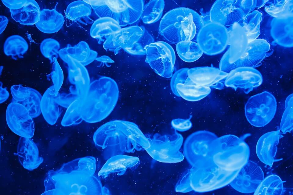 Де живуть медузи