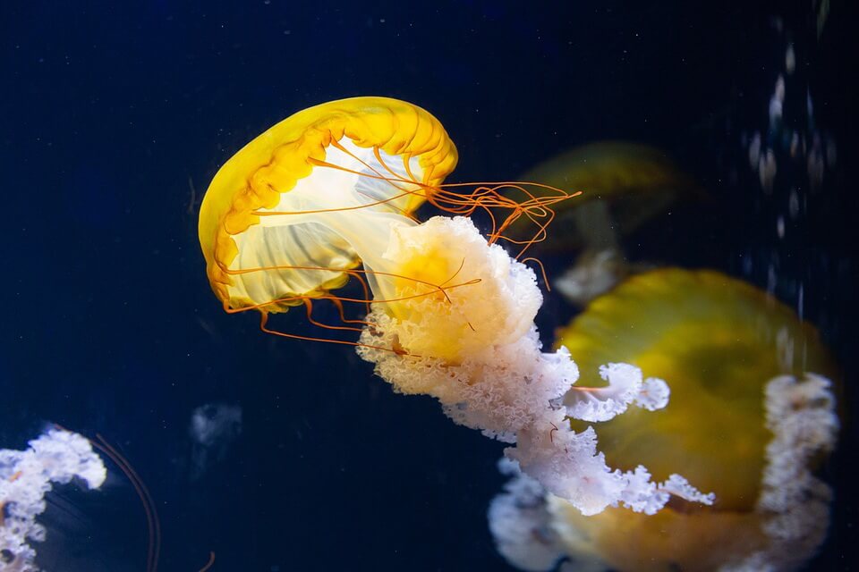 Вороги та загрози для медуз
