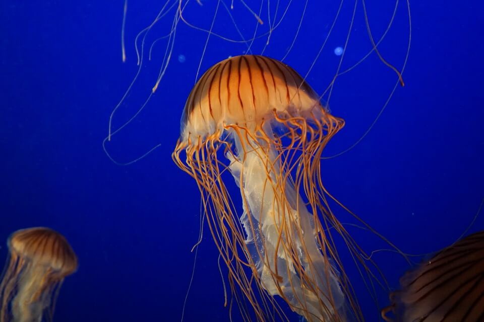 Медузи – фото, опис, цікаві факти