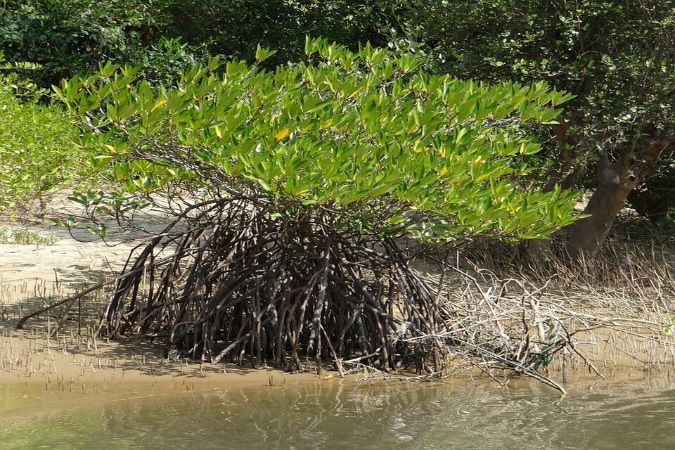 Як виглядає мангрове дерево
