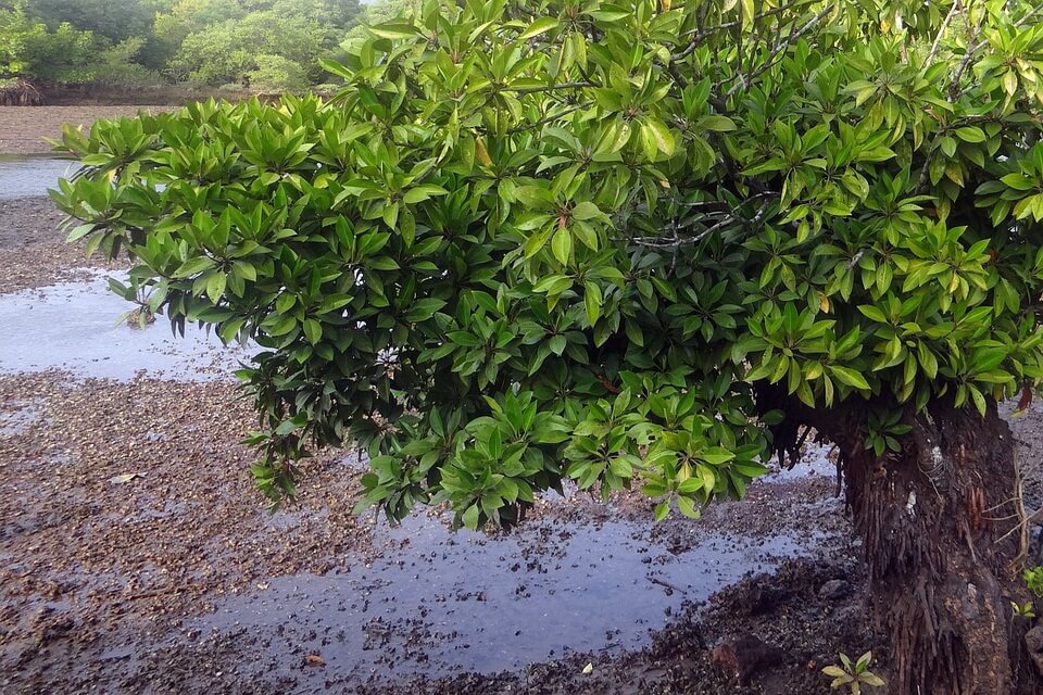 Риси пристосованості мангрових дерев (мангрів)
