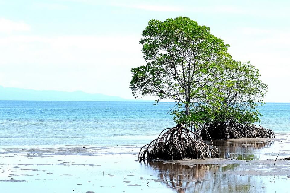 Унікальне коріння мангрових дерев