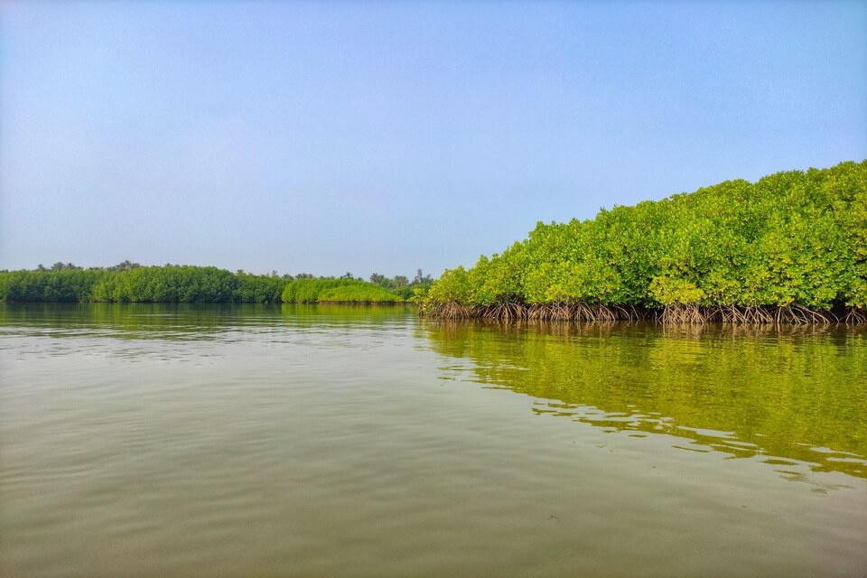 Загрози мангровим лісам