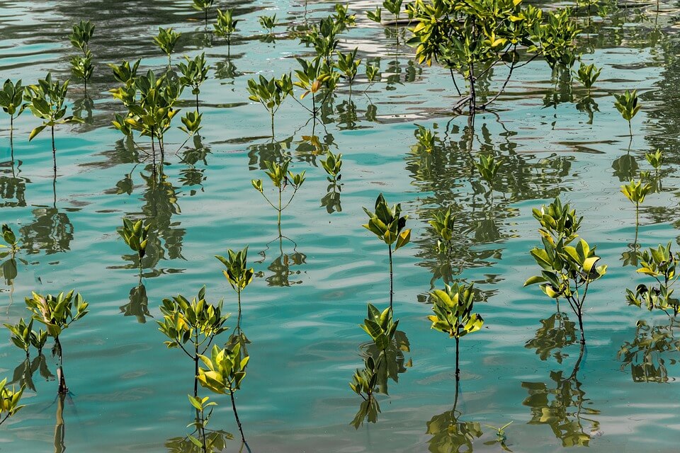 Захист та відновлення мангрових лісів
