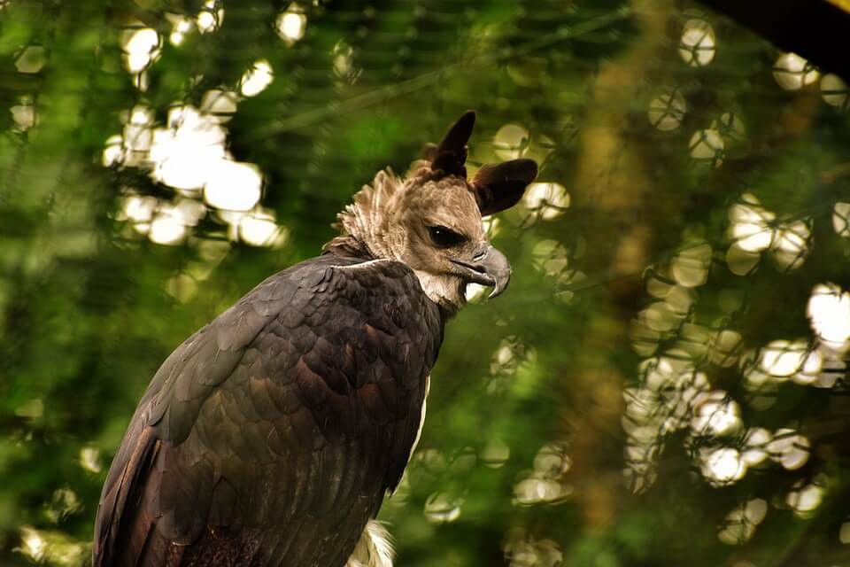 Птахи тропічних лісів - гарпія велика (Harpia harpyja)