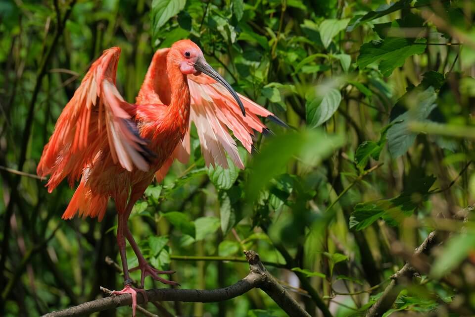 Птахи тропічних лісів та болот - ібіс червоний (Eudocimus ruber)
