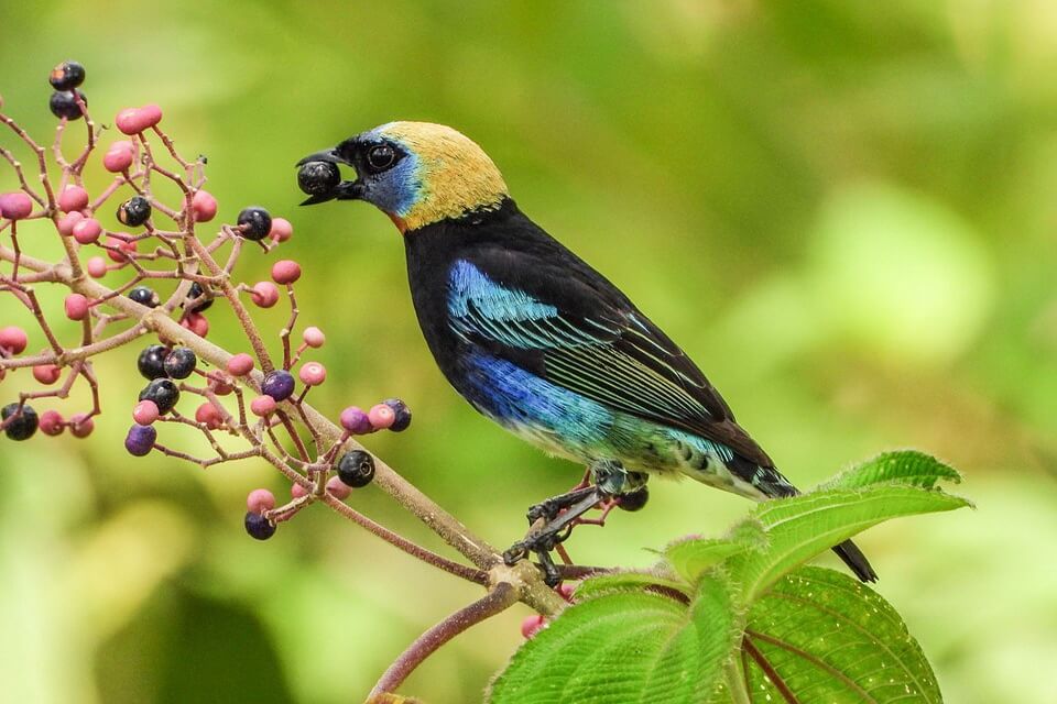 Птахи тропічних лісів - танагра синьощока (Stilpnia larvata)