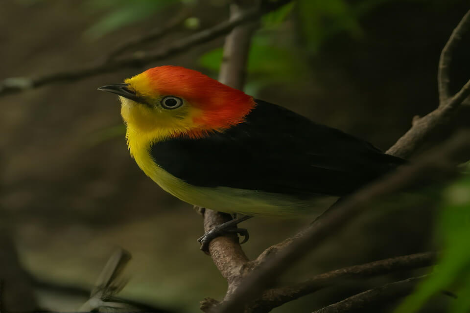 Тропічні пташки - Манакін (Pipridae)