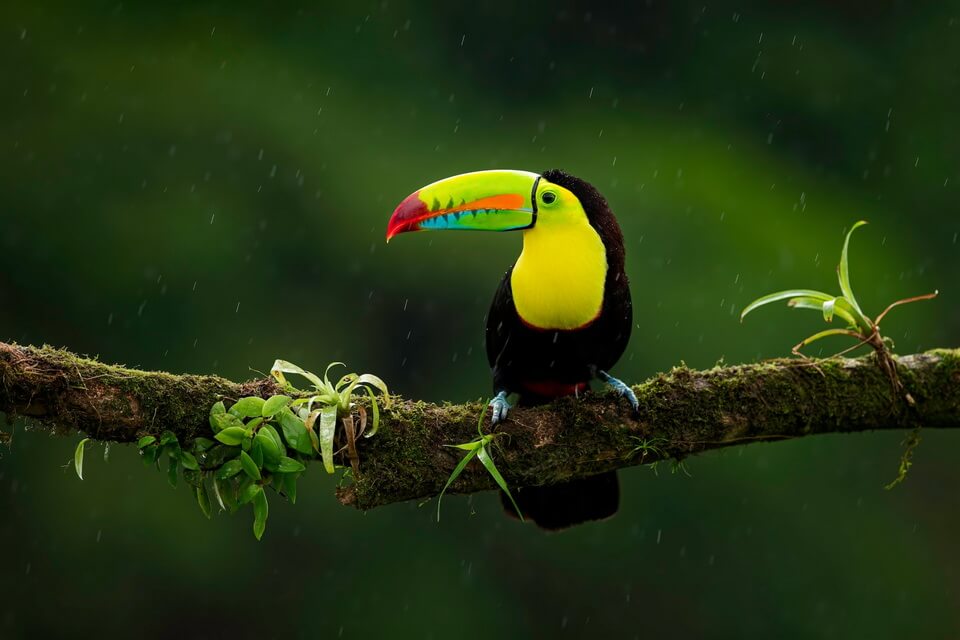 Тропічні птахи – фото, назви, опис