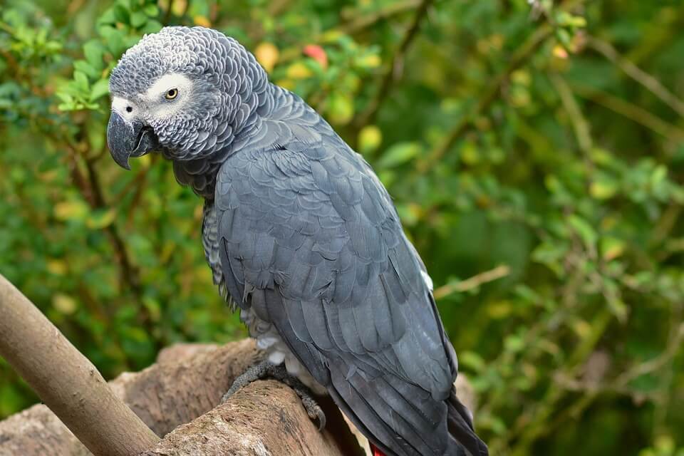 Сірі птахи з фото – Жако чи папуга сірий (Psittacus erithacus)