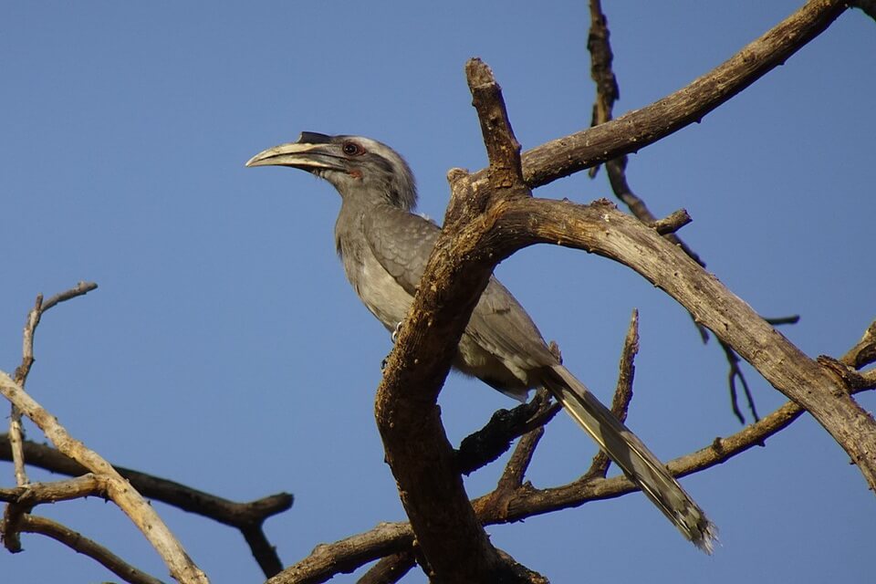 Сірі птахи - токо індійський (Ocyceros birostris)
