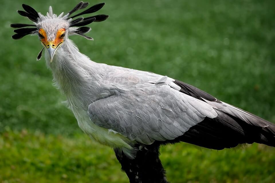Птахи сірого кольору - Птах-секретар (Sagittarius serpentarius)