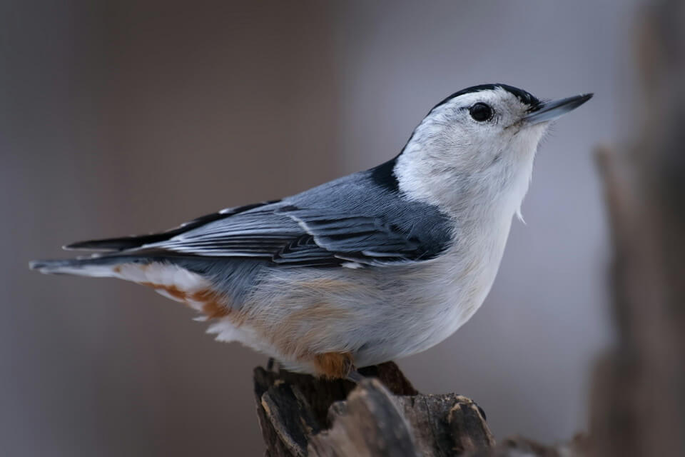 Пташки сірого кольору - повзик-крихітка (Sitta pygmaea)