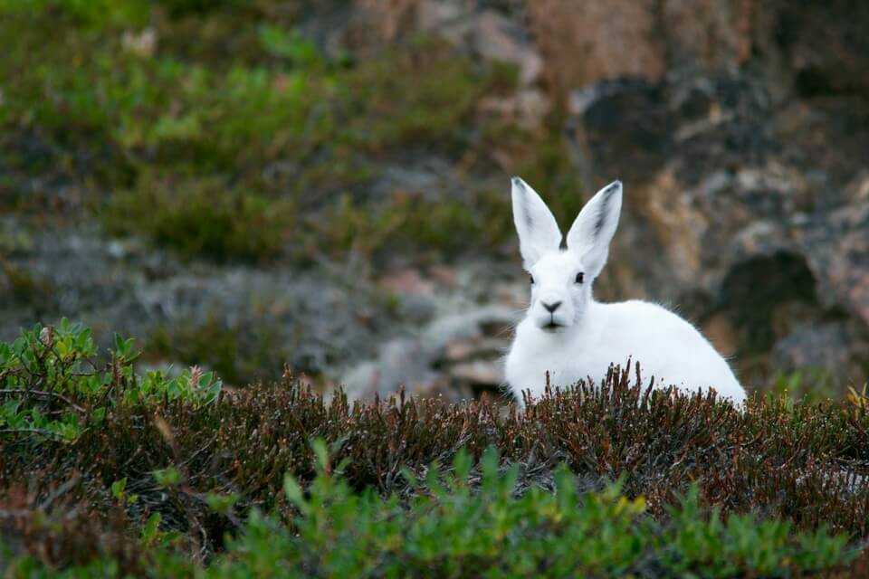 Тундрові тварини - арктичний заєць (Lepus arcticus)