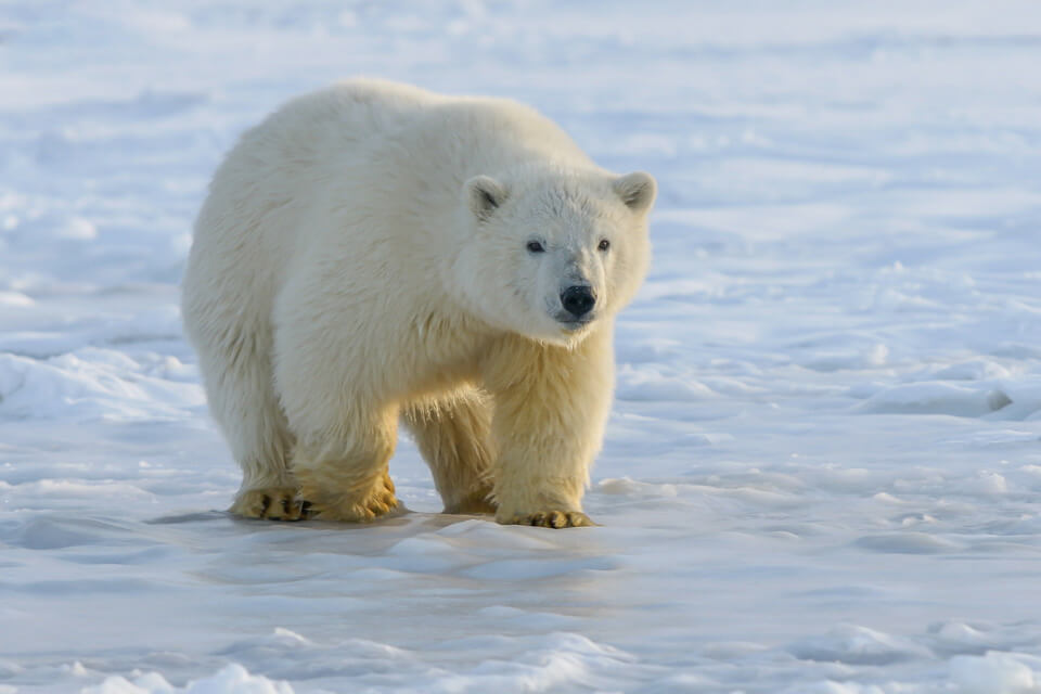 Тварини арктичної тундри - білий ведмідь (Ursus maritimus)