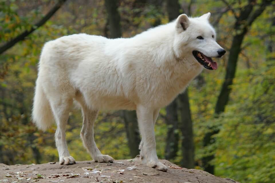 Тварини арктичної тундри - полярний вовк (Canis lupus tundrarum)
