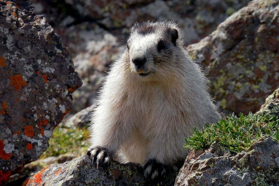 Тварини альпійської тундри - бабак (Marmota)