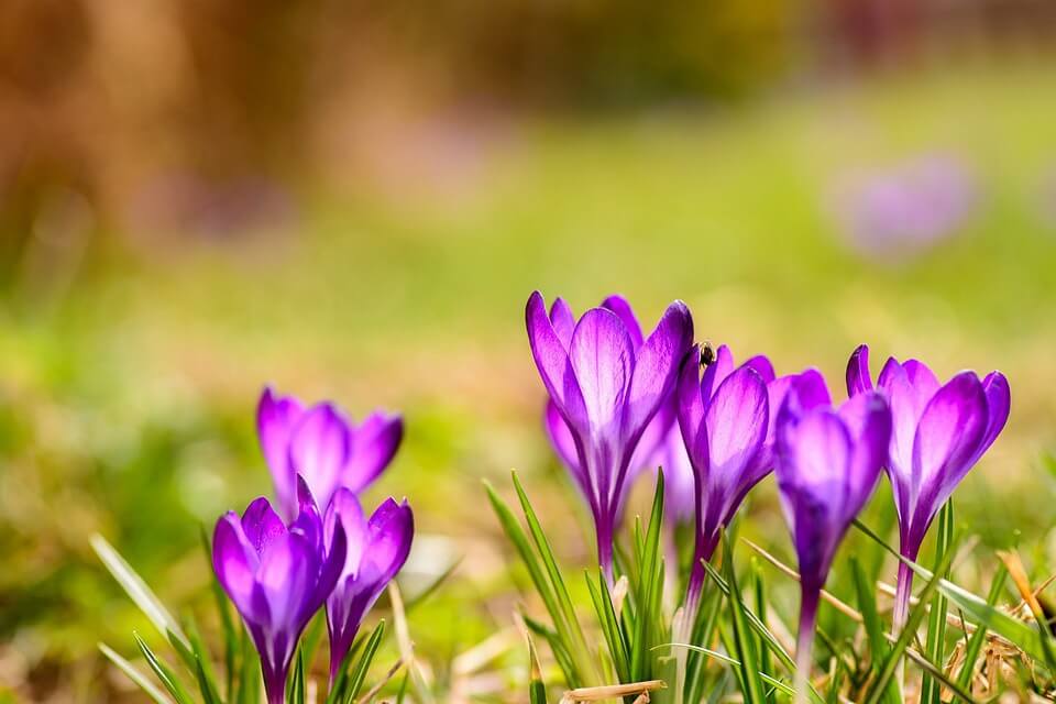 Весняні первоцвіти з фото - Шафран Гейфеля (Crocus heuffelianus)