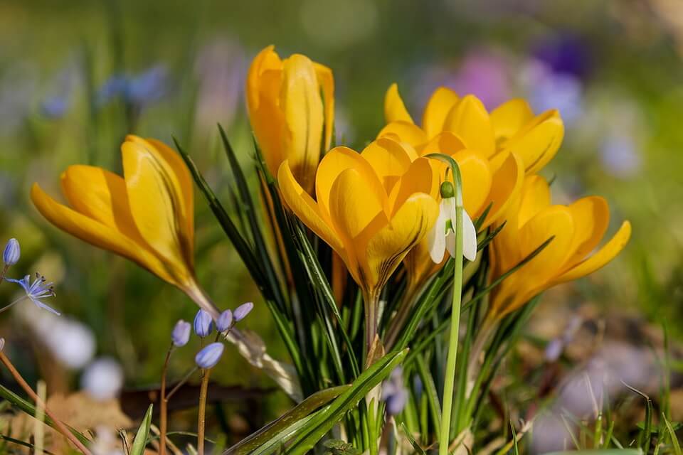 Весняні первоцвіти України – фото, опис, де та коли цвітуть