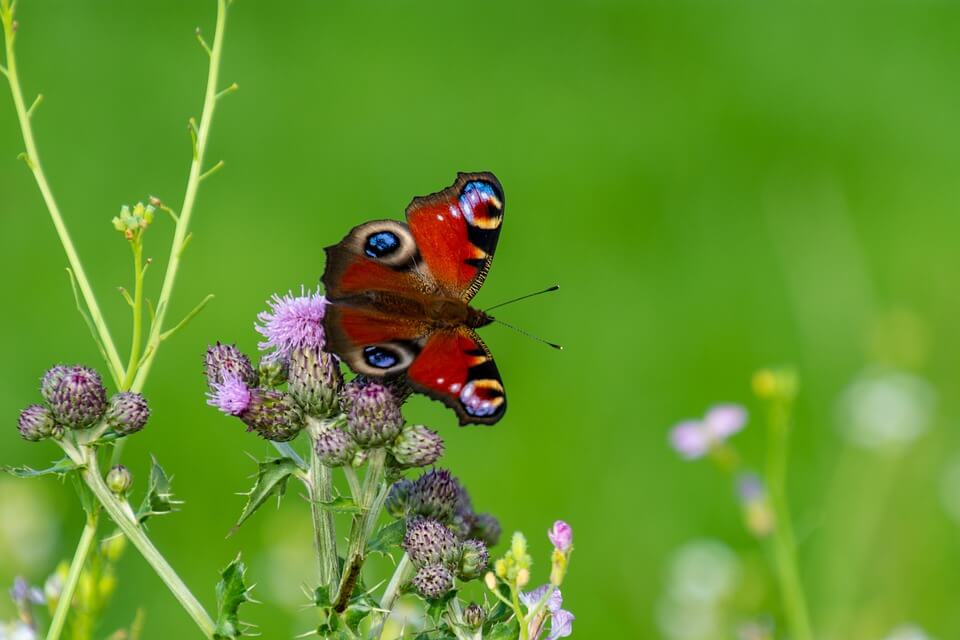 Метелик павиче око - фото, опис, цікаві факти