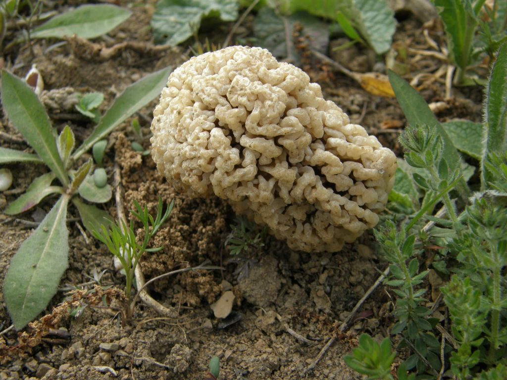 Весняні гриби з фото – Зморшок степовий 
