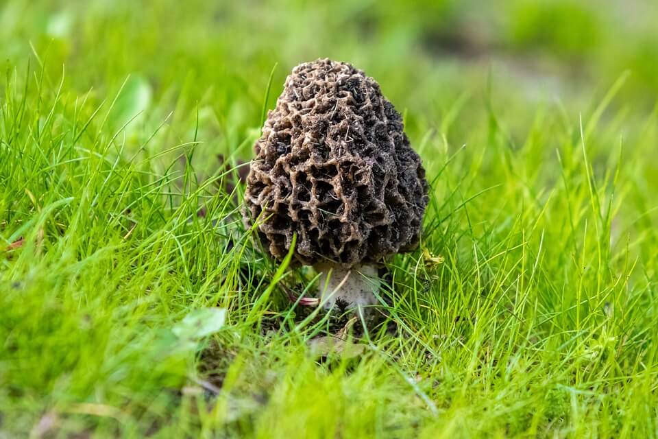 Весняні гриби - зморшок (Morchella)