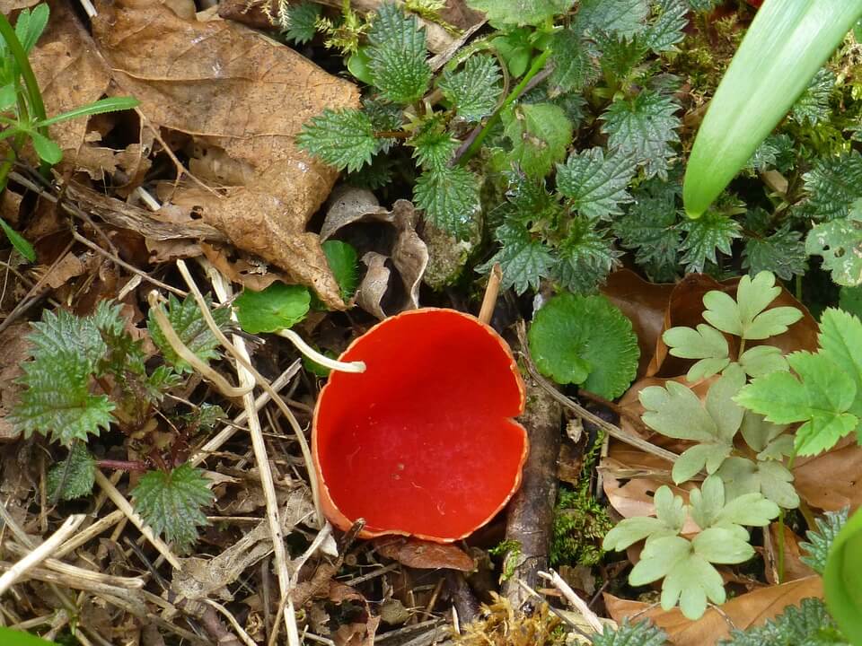 ПершІ весняні гриби - саркосцифа червона (Sarcoscypha coccianea)