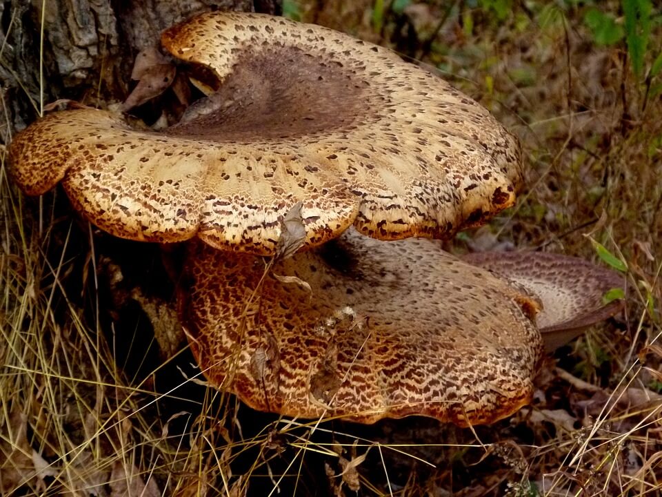 Весняний гриб трутовик лускатий (Polyporus squamosus)