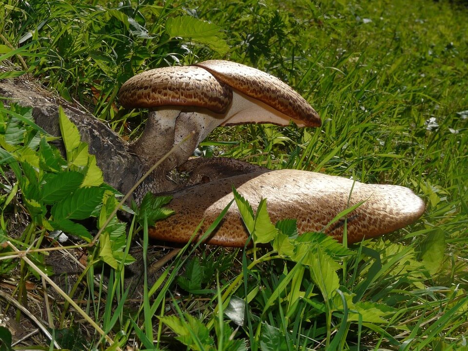 Весняні гриби - трутовик лускатий (Polyporus squamosus)
