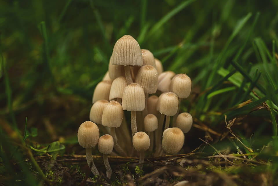 Весняні гриби - гнойовик мерехтливий (Coprinellus micaceus)
