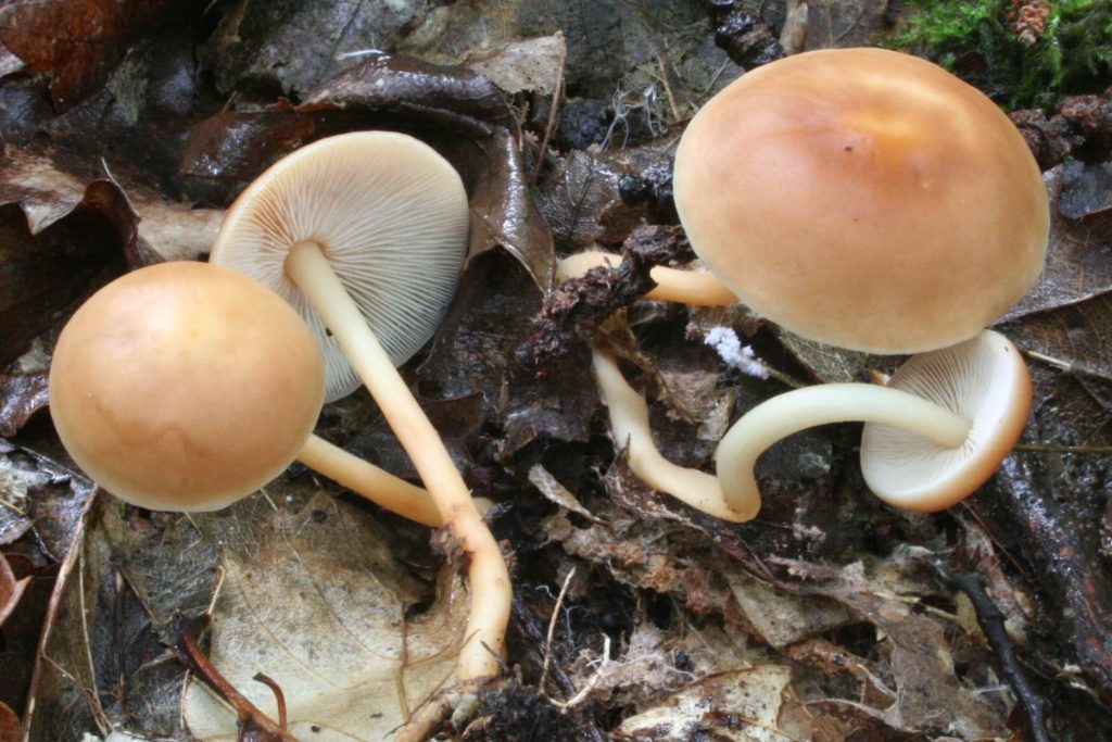 Весняні гриби з фото - гімнопус лісолюбивий (Gymnopus dryophilus)