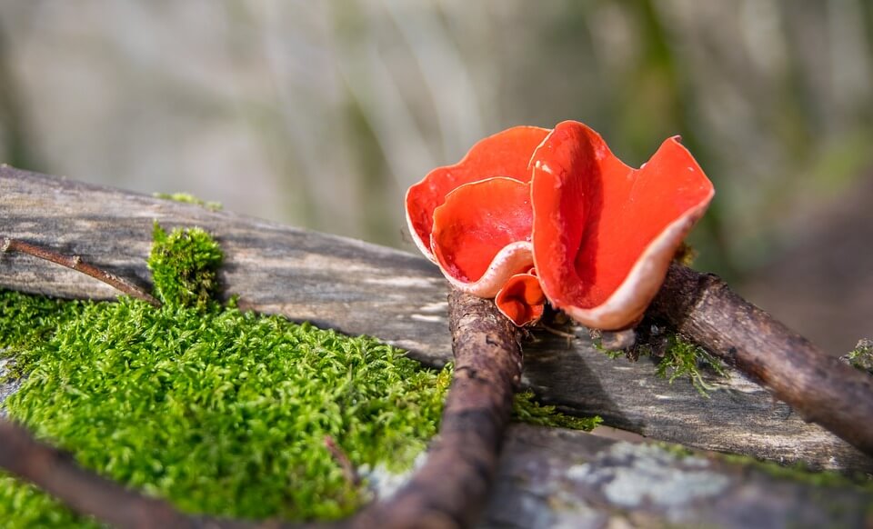 Весняні гриби – фото, назви, опис