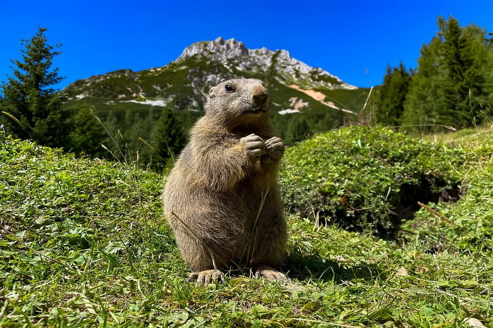 Види бабаків з фото – Альпійський бабак (Marmota marmota)