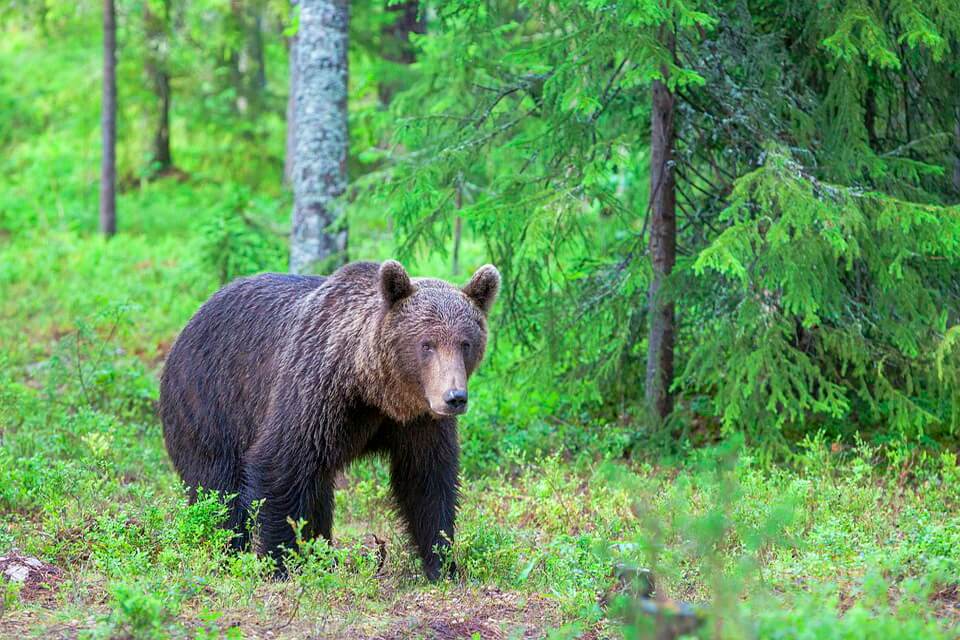 Тварини Польщі - Бурий ведмідь