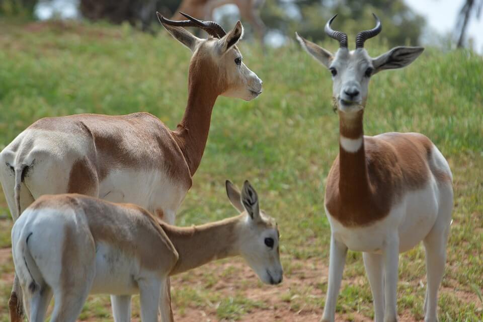 Види газелі з фото – Газель-дама чи сахарська (Gazella dama)